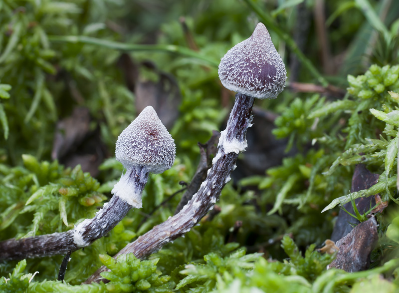 Cortinarius flexipes var. flexipes